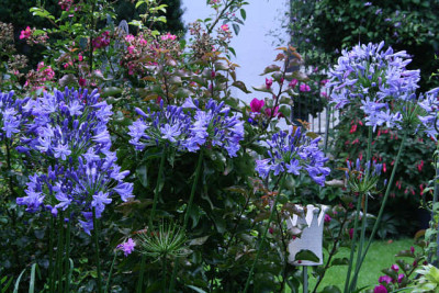Agapanthus6211.jpg