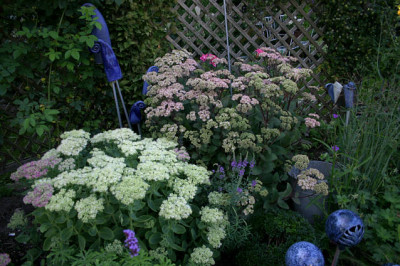Sedum1207a.jpg