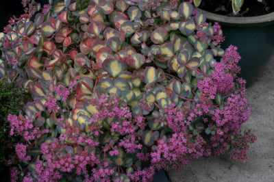 Sedum1907a.jpg