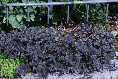 Sedum3511a.jpg