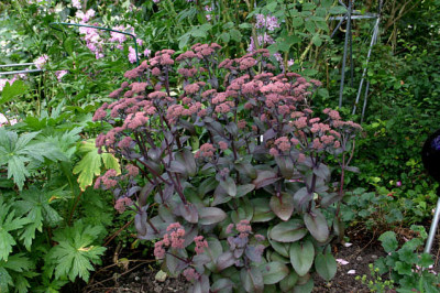 Sedum_Xenox0207a.jpg