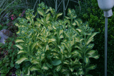 Sedum3411a.jpg