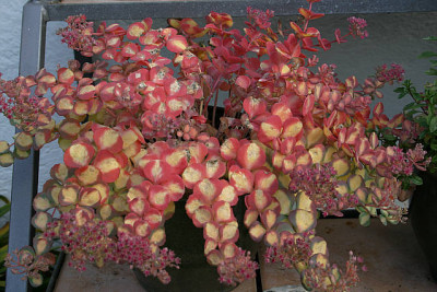 Sedum3410a.jpg