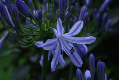 Agapanthus6011.jpg