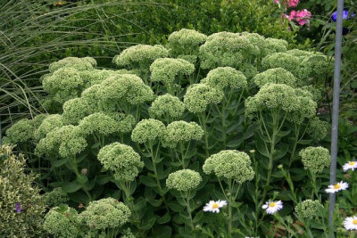 Sedum2609a.jpg