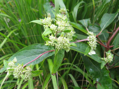 Hydrangea_aspera_subsp_strigosa_1_800x600.jpg