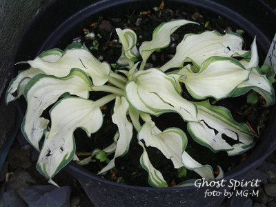 Imgp8889-GhostSpir-Hagel.jpg