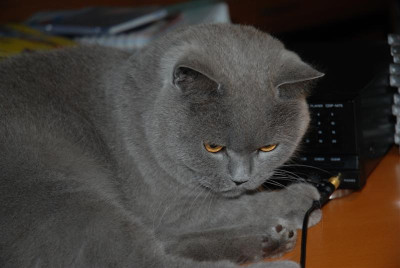 B6948_Medium.JPG