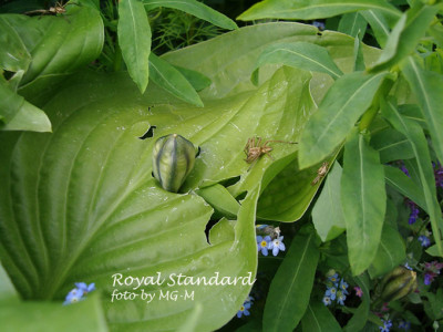 Imgp8887-RoyStand-Hagel.jpg