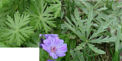 Geranium_tuberosum_collage.jpg