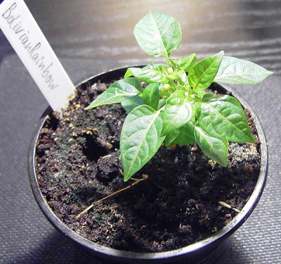 Bolivian_Rainbow_Knospe-1-k.jpg