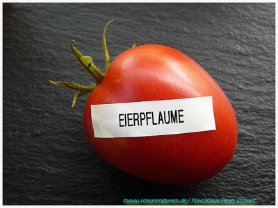 Eierpflaume_2011_02.jpg
