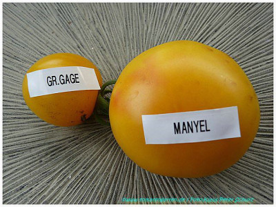 Green_Gage_Manyel.jpg