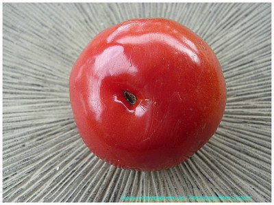 Nectarine_2011_02.jpg