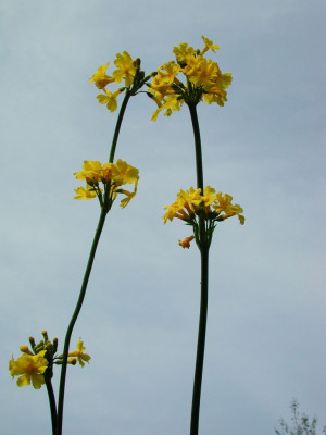 Primula_helodoxa.jpg