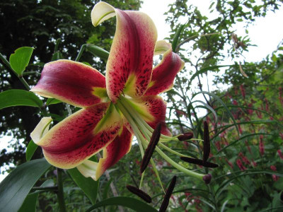 Lilium_sheherazade_110810.jpg