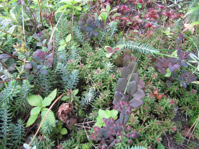 Sedum_Potpourri_110810.jpg