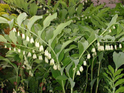 Polygonatum_odoratum_und_multiflorum.jpg