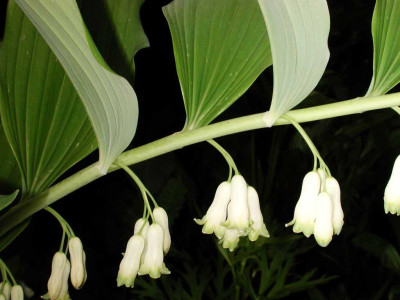 Polygonatum_odoratum.jpg