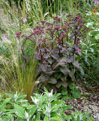 Sedum_xenox2.jpg