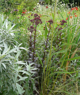 Sedum_aubergine.jpg