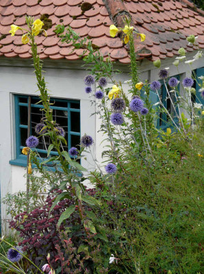 echinops_nachtkerze.jpg