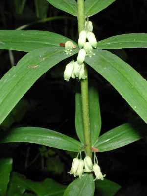 Polygonatum_verticillatum.jpg