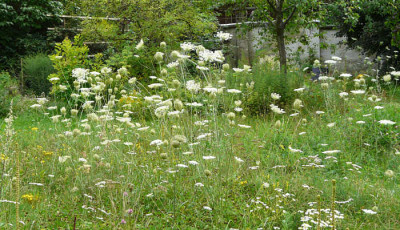 Daucus_carota_wiese.jpg