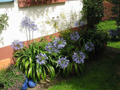 Agas_11.08.11_1.jpg