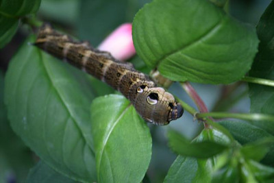 Raupe0210a.jpg