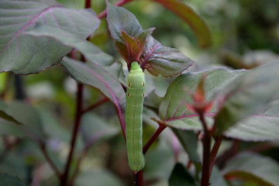 Raupe0610a.jpg
