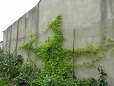 Inkagurke_an_der_Wand.JPG
