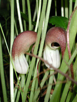 Arisarum_proboscidium_Bluten.jpg