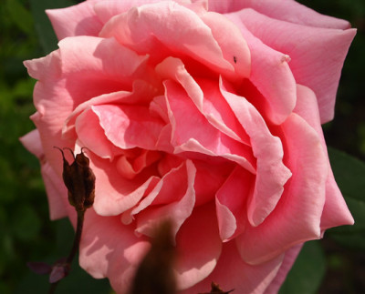 Madame-Segonde-Weber-clg-.jpg