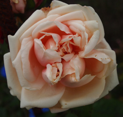 Comte-de-Torres-29.06.2011.jpg
