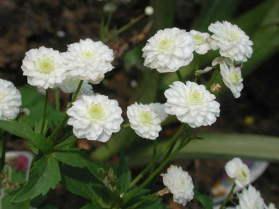 Ranunculus_aconitifolius_flo_pl.jpg