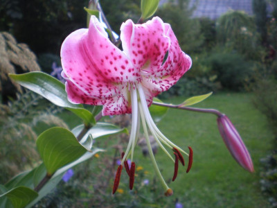 GP_Lilium_speciosum_var_rubrum_2011e.jpg