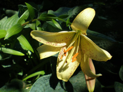 GP_Lilium_Suncrest_2011e.jpg