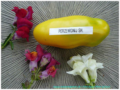 Perzewidnij_Sheltij_2011_02.jpg