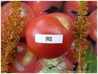 Iris_2011_01.jpg