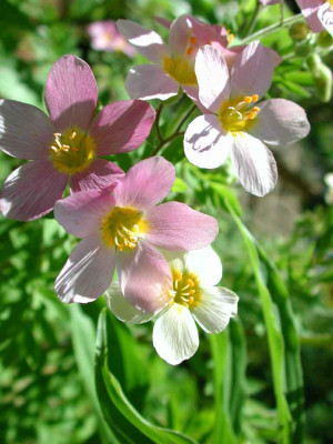 Polemonium_carneum_Apricot_Delight.jpg