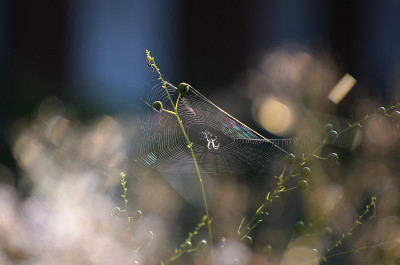 spinne_anthericum.jpg