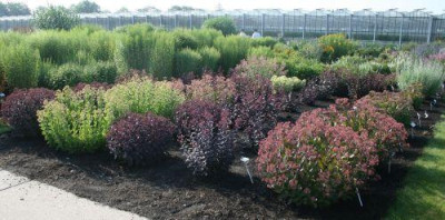 NAK-Sedum_2.jpg