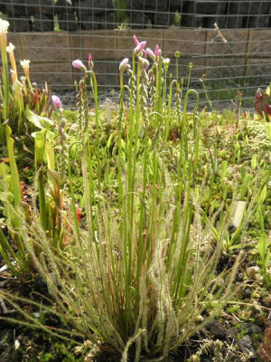 Drosera_filiformis_ssp._filiformis_Nordamerika.jpg