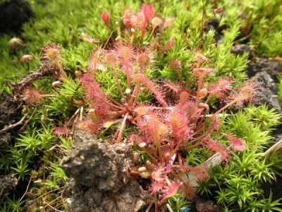 Drosera_x_beleziana_intermedia_x_rotundifolia.jpg