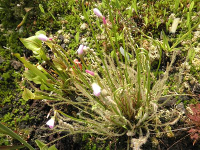 Drosera_x_hybrida_Naturhybride_aus_filiformis_x_intermedia_Nordamerika.jpg