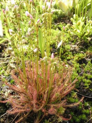 Drosera_x_obovata_Naturhybride_zw_rotundifoliaanglica.jpg