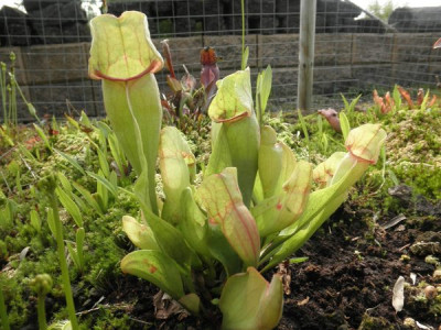S_purpurea_ssp_venosa.jpg