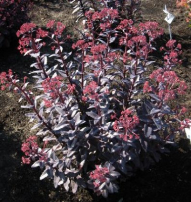 Sedum_Jose_Aubergine_55412.jpg