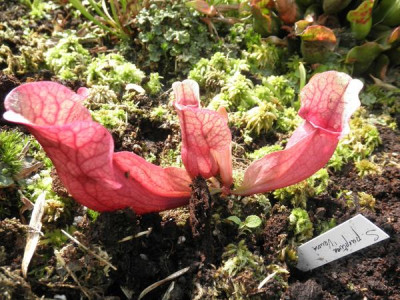 S_purpurea_ssp_venosa_0.jpg